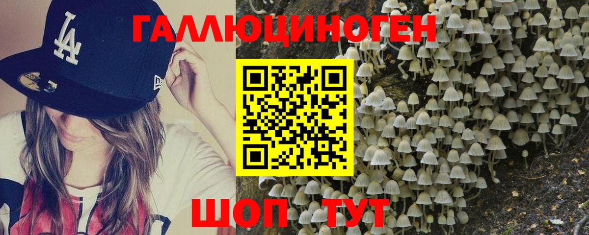 Псилоцибиновые грибы Psilocybine cubensis Великий Устюг